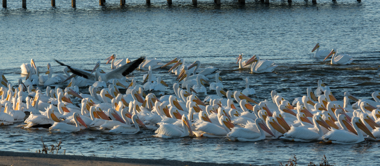 pelicans-g