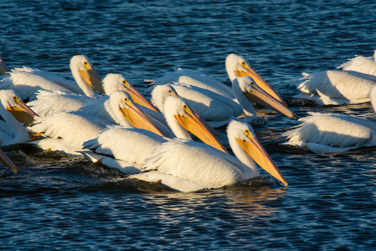 pelicans-h