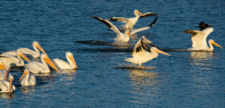 pelicans-i