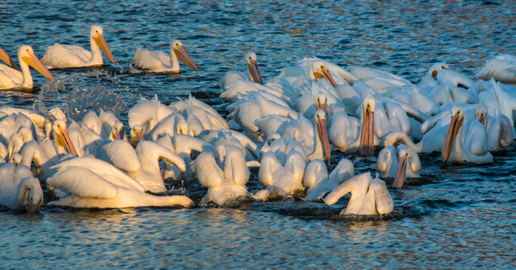 pelicans-j