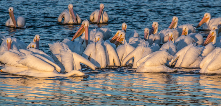 pelicans-l