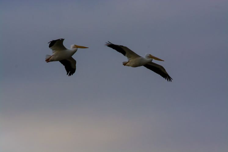 pelicans-q