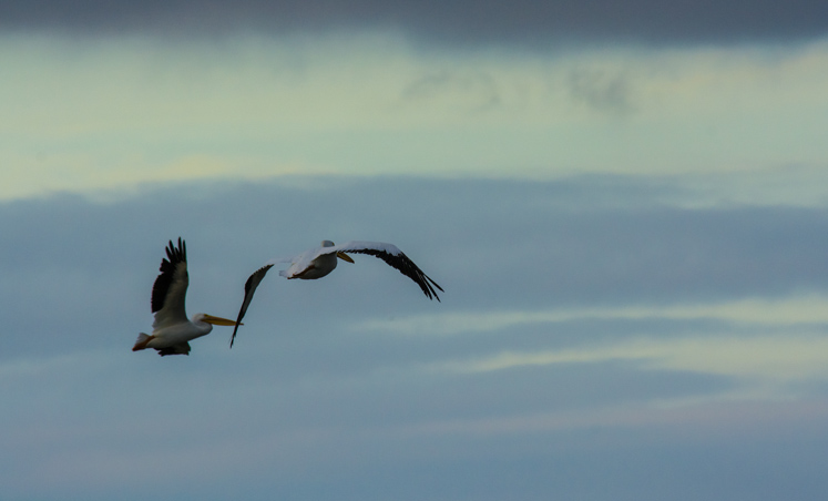pelicans-r
