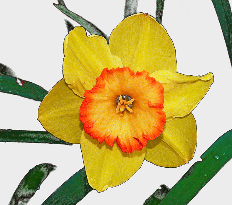 Daffodil Study Number Four