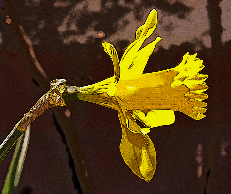 Daffodil Study Number Three