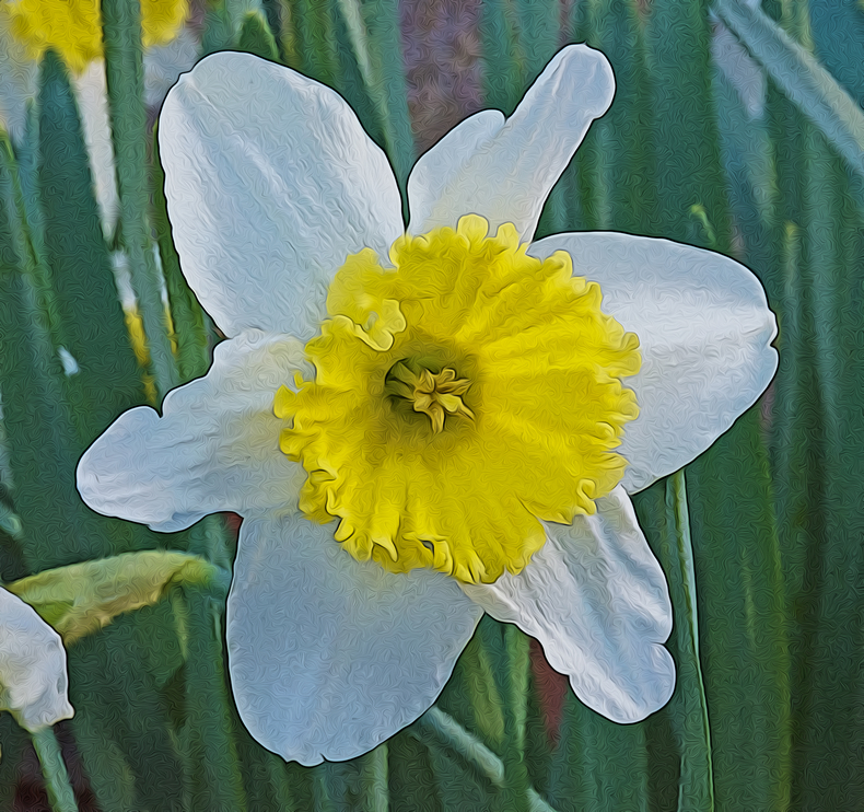 Daffodil Study Number One