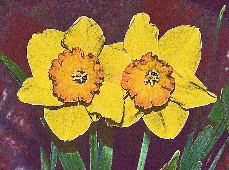Daffodil Study Number Six