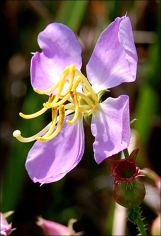 wildflower