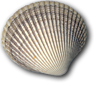 shellbat