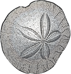 sand dollar