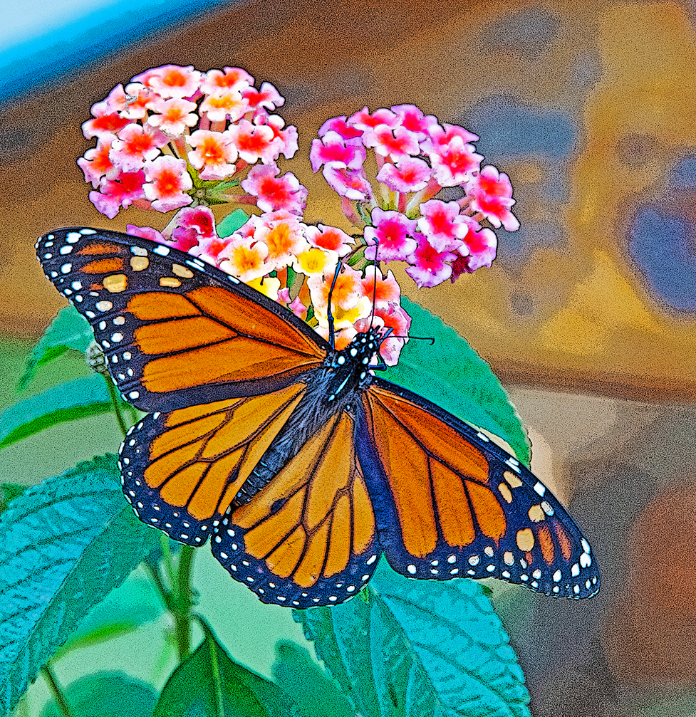 a Monarch butterfly sipping nectar from a lantana flower at the Welcome Garden of 3 Dog Acres in the rural Ozark Highlands of western Arkansas on 5 October 2024