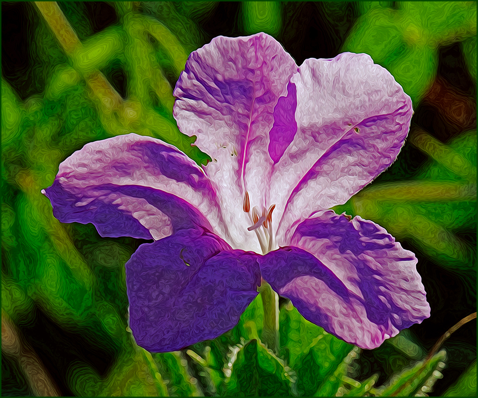 smooth wild petunia Ruellia strepens Woolsey Prairie Fayetteville Arkansas