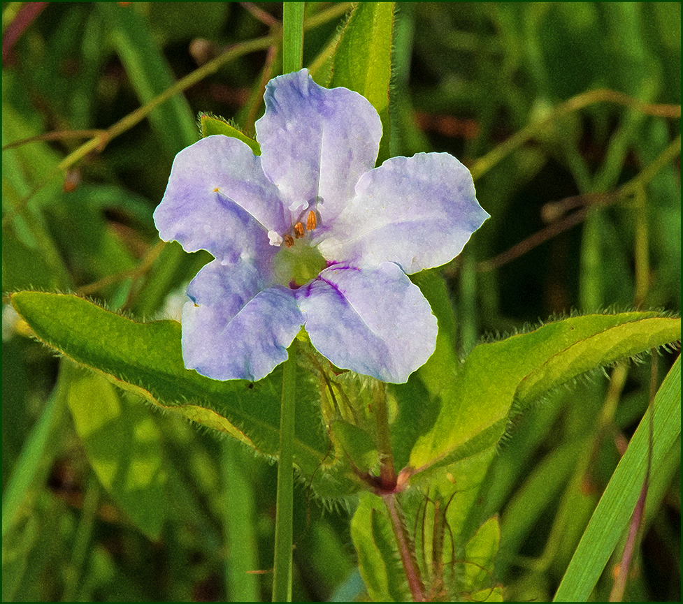 smooth ruellia wild petunia at Massard Prairie in Fort Smith Arkansas