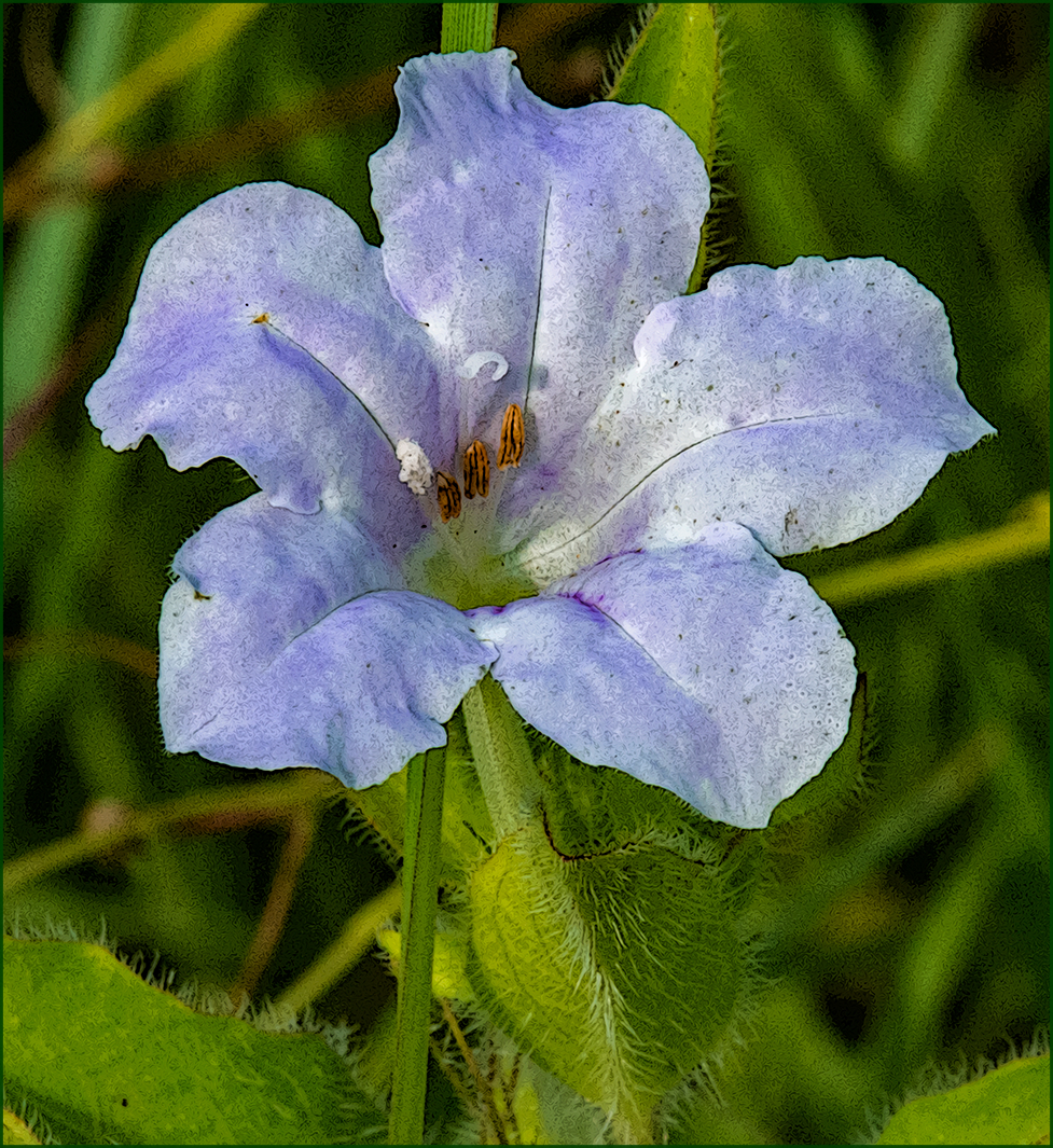 hairy wild petunia Ruellia strepens at Massard Prairie in Fort Smith Arkansas