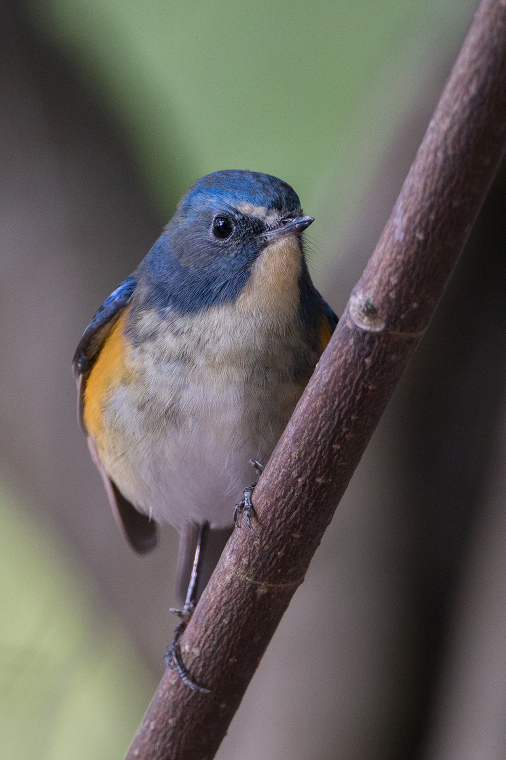 Red-flanked Bluetail  BTO - British Trust for Ornithology