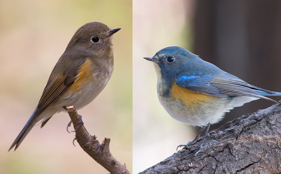 Brown and blue bird, female Red-flanked Bluetail (Tarsiger