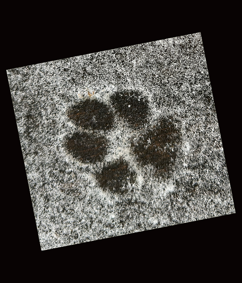 the paw of a dog imprinted on a fresh dusting of snow at 3 Dog Acres in the Ozark Highlands of Arkansas on 9 January 2024