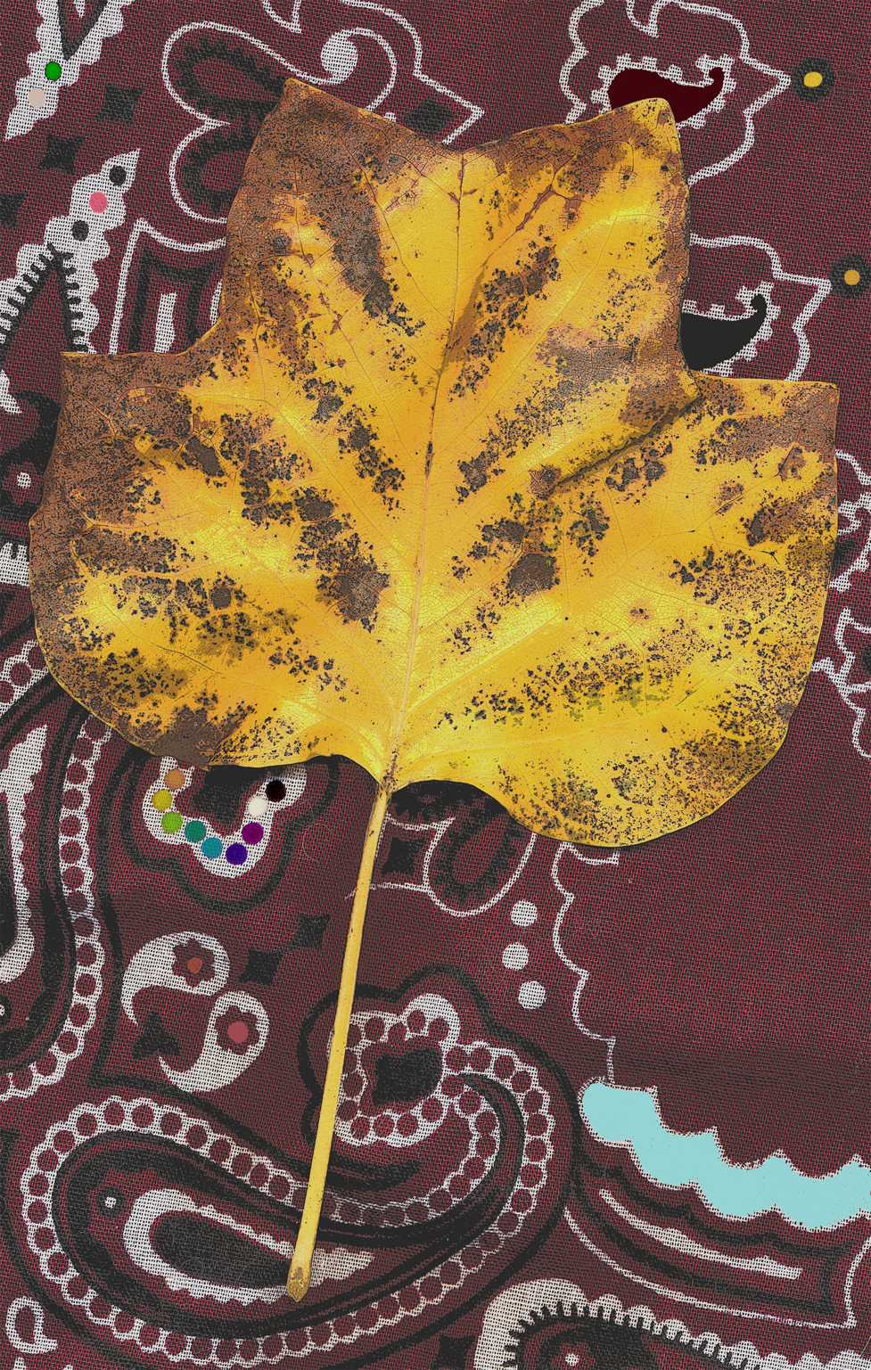 leaf of a tulip poplar tree in early autumn 2024 in the rural Ozark Highlands of Arkansas