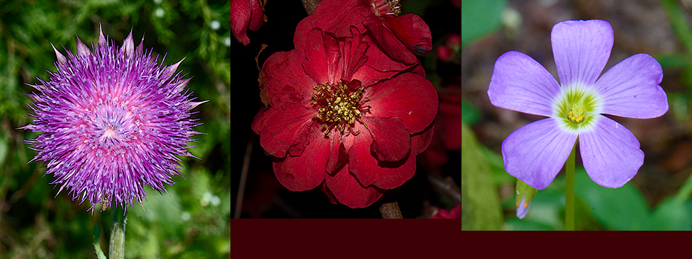 Flowering Quince