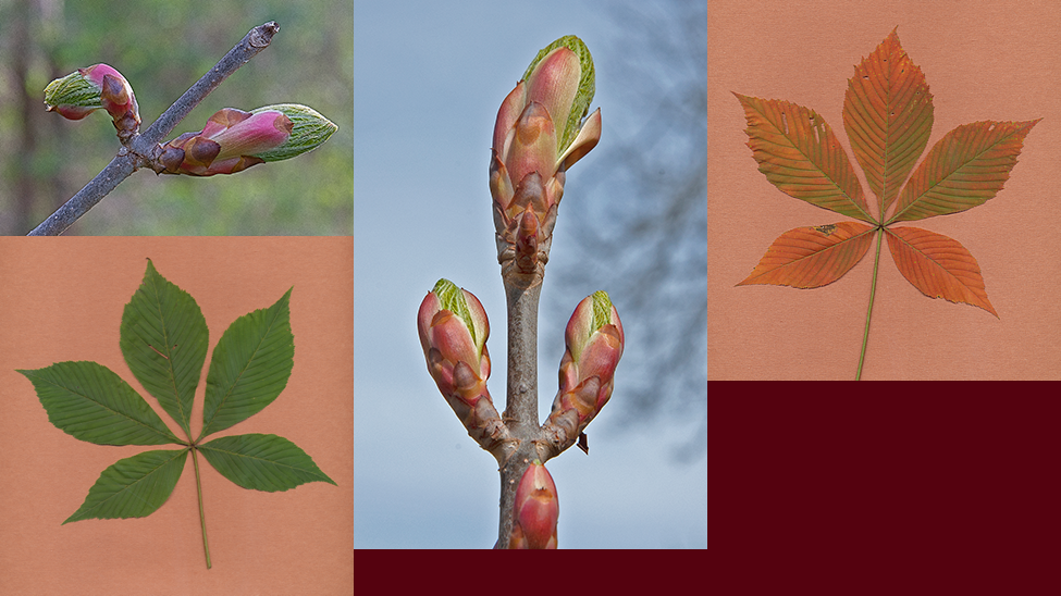 Ohio Buckeye