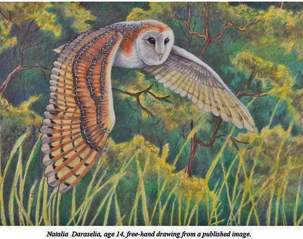 Barn Owl Art