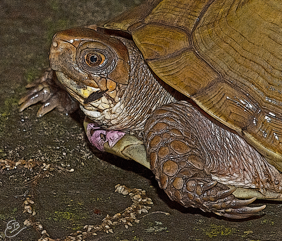 box turtle