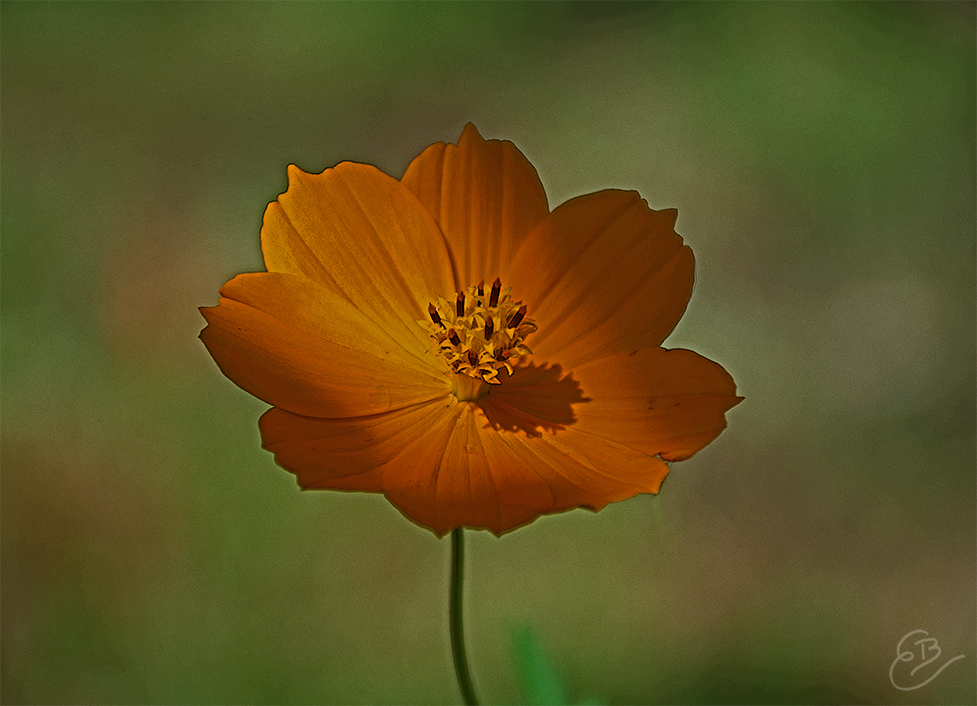 cosmos