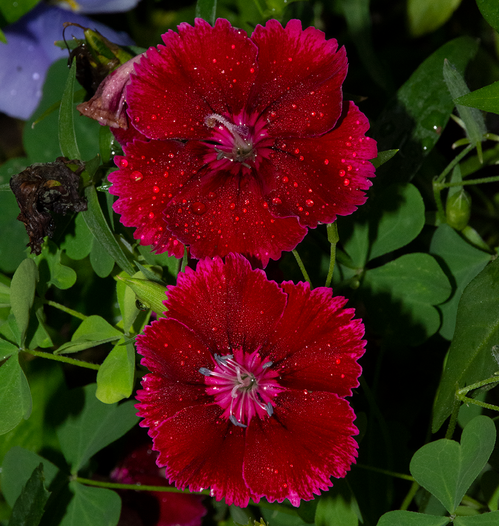 dianthus 2x