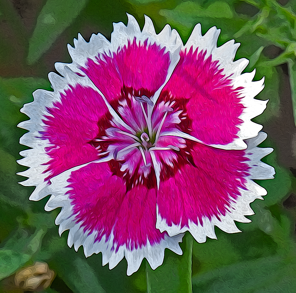 dianthus b