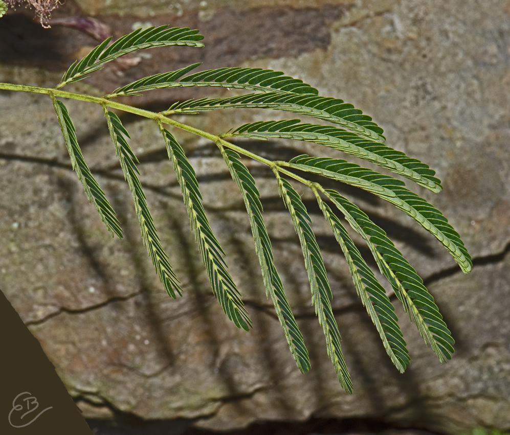 mimosa leaves