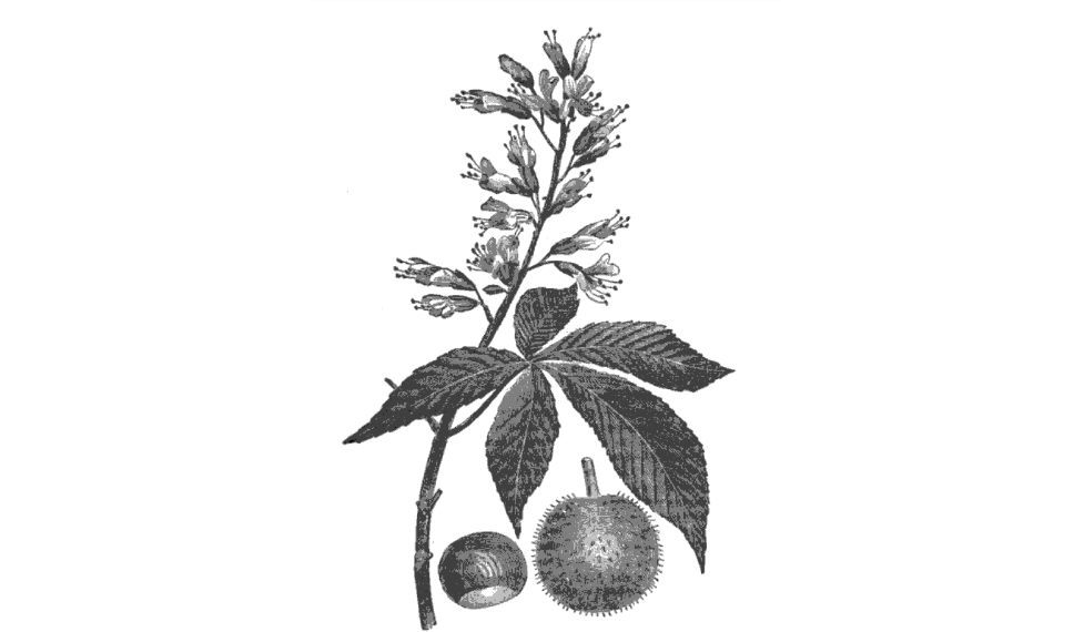 Ohio Buckeye