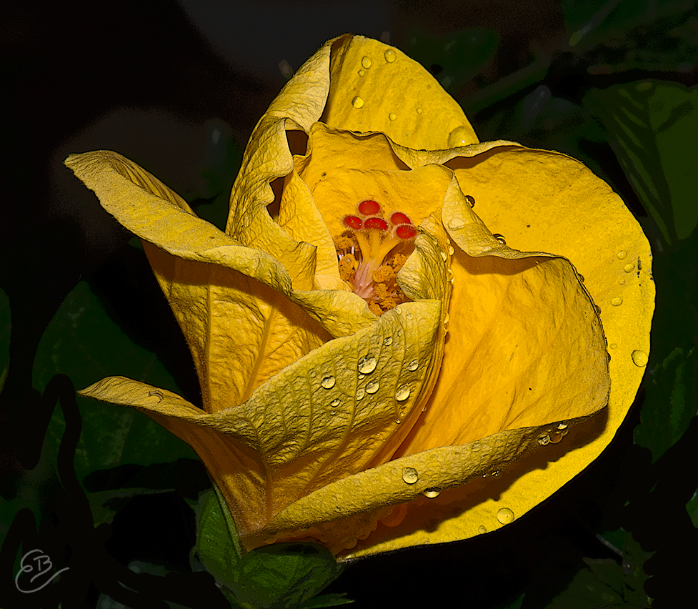 orange hibiscus