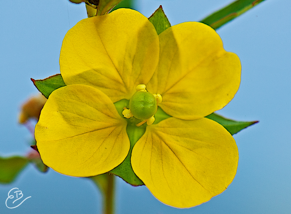 Seedbox Flower