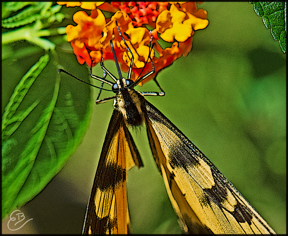 tiger swallowtail