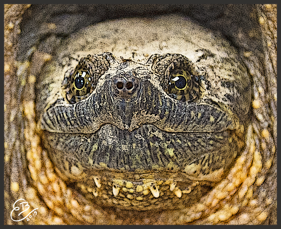 snapping turtle