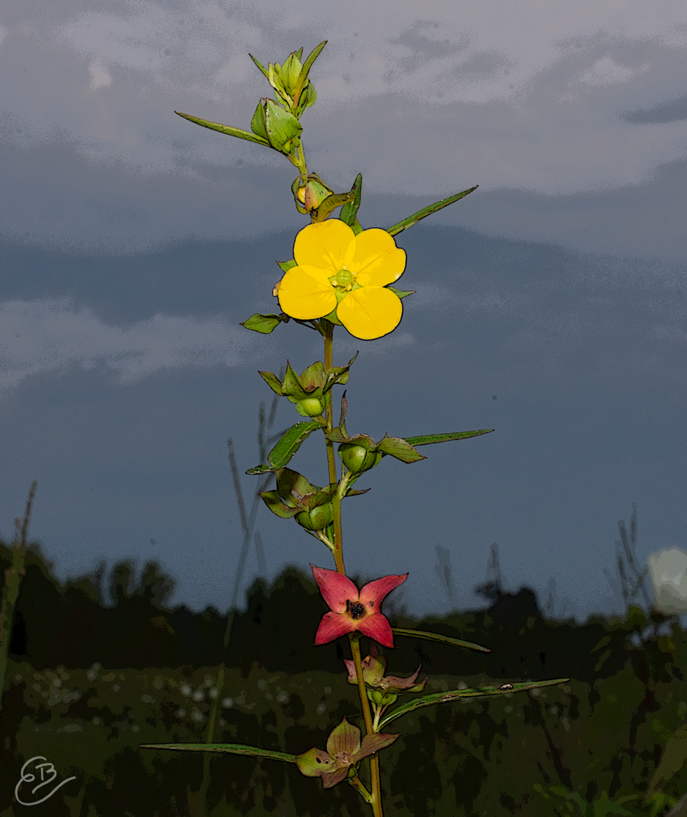 yellow and red