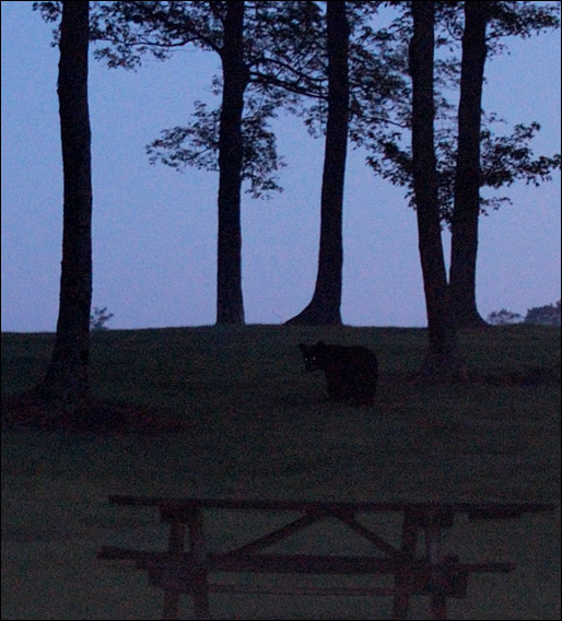 bear at Cherry Springs