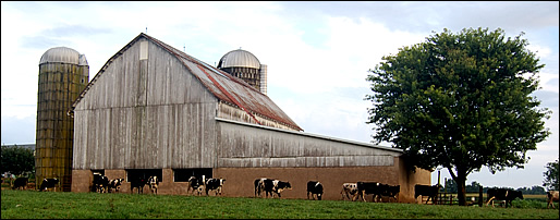 Dairy Farm