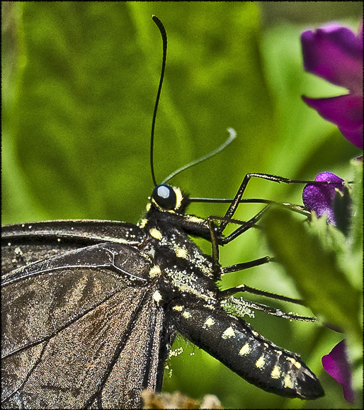 black swallowtail