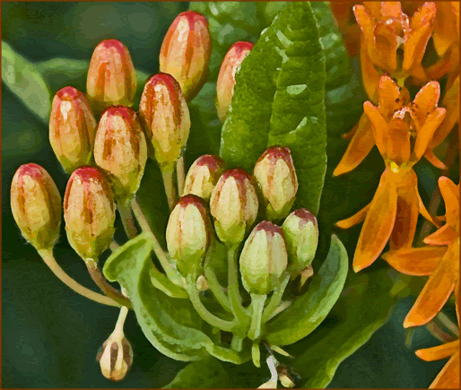 butterfly bush buds