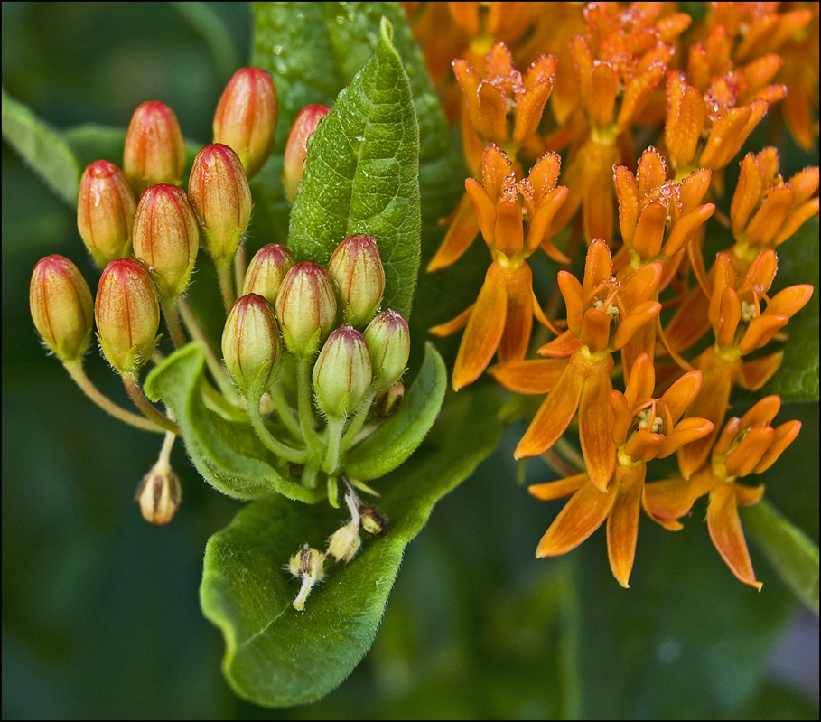 butterfly bush that may not be one