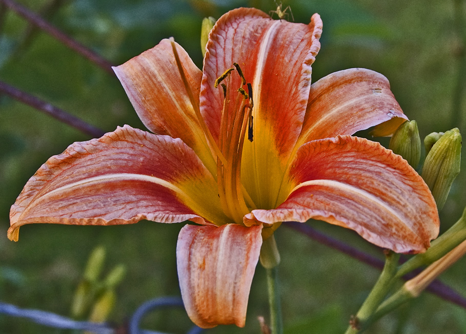 Day Lily close up