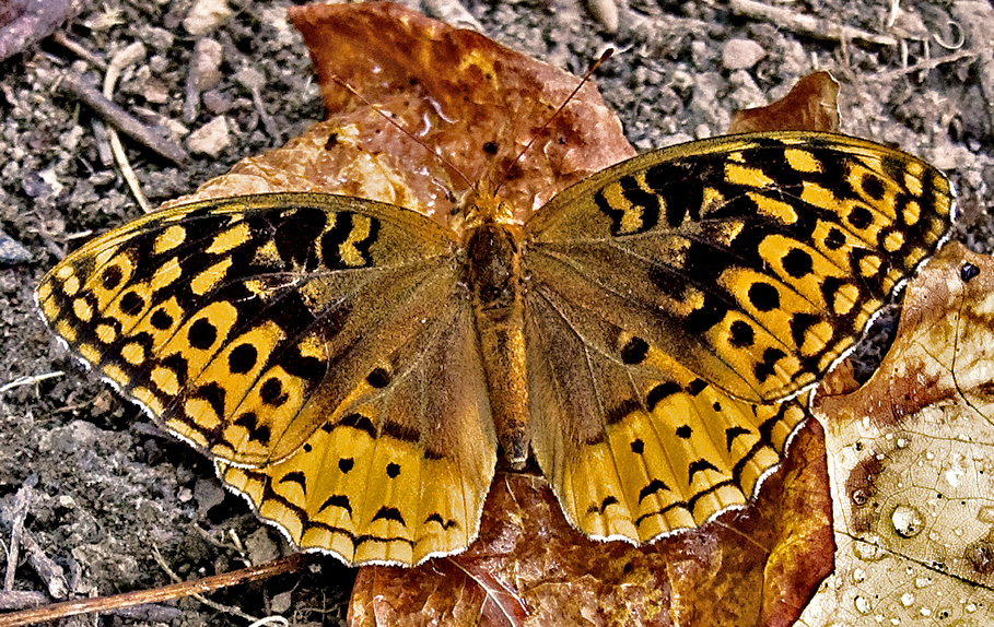 Great Spangled Fritillary