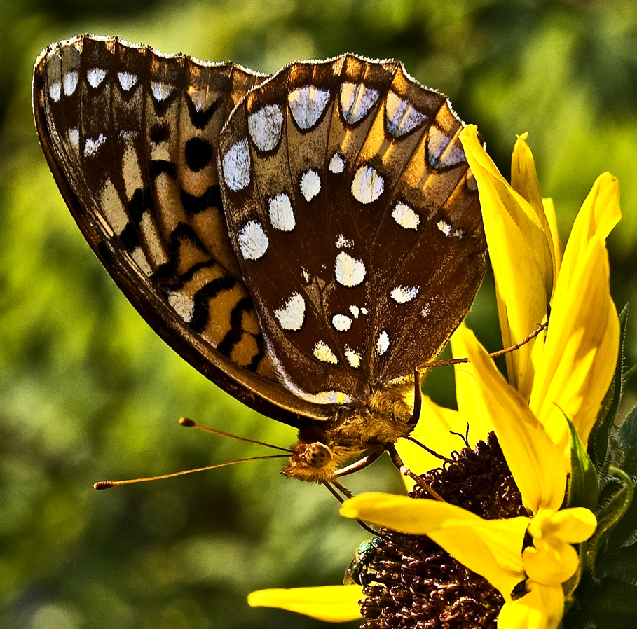 Great Spangled Fritillary