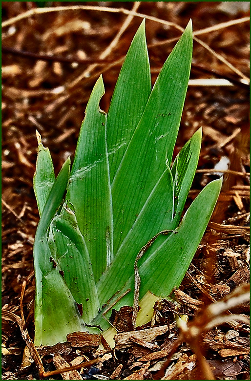 iris shoots