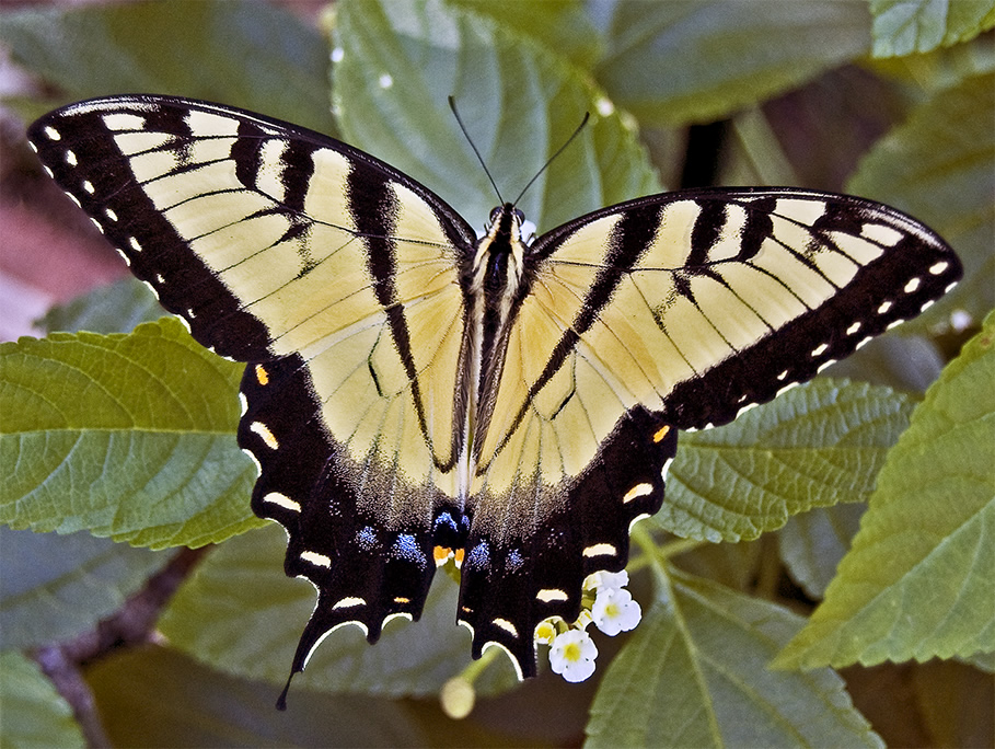 tiger swallowtail