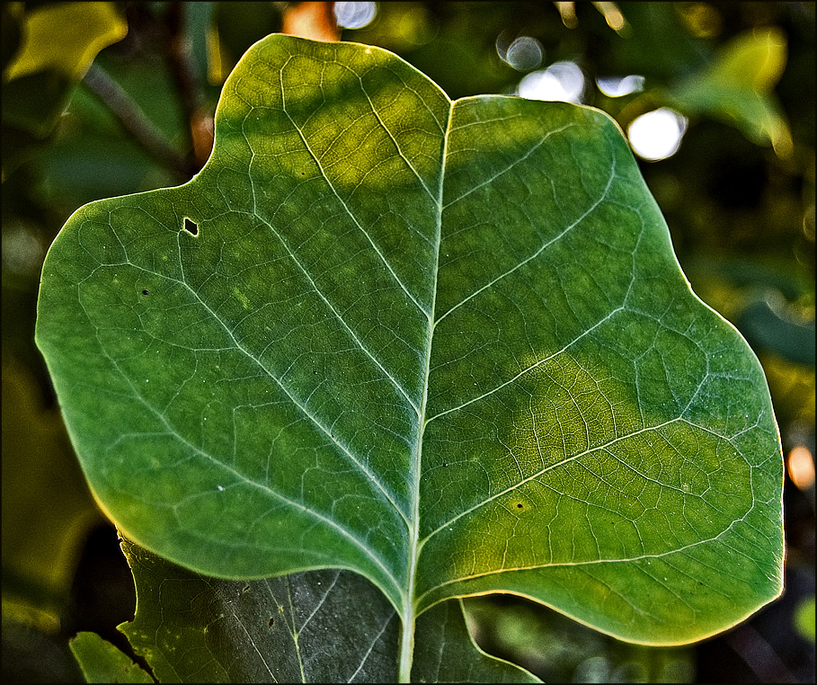 tulip poplar leaf