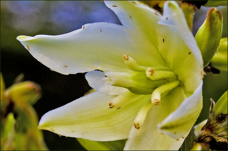 yucca facing north at twilight