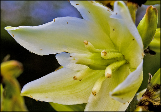 yucca flower