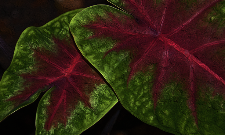 caladium and night